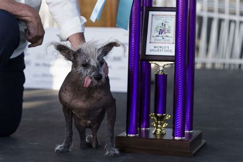 Scooter, a Bald Chinese Crested, is crowned World’s Ugliest Dog